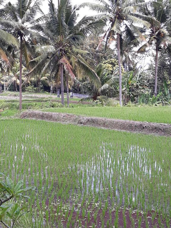 Umah Dangin Guest House Ubud  Bagian luar foto