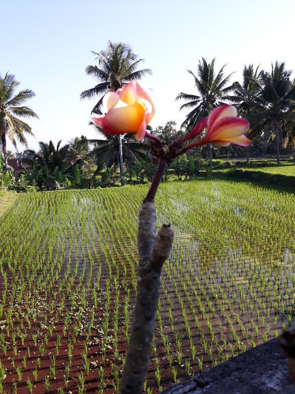 Umah Dangin Guest House Ubud  Bagian luar foto