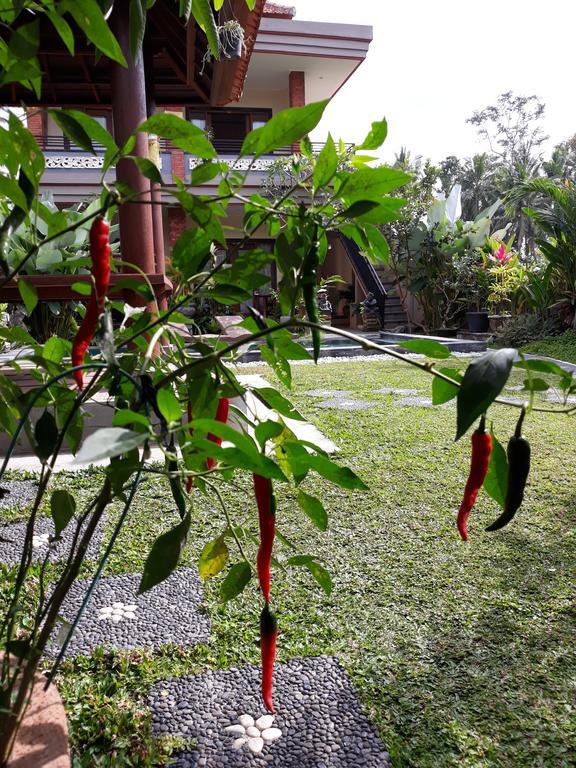 Umah Dangin Guest House Ubud  Bagian luar foto